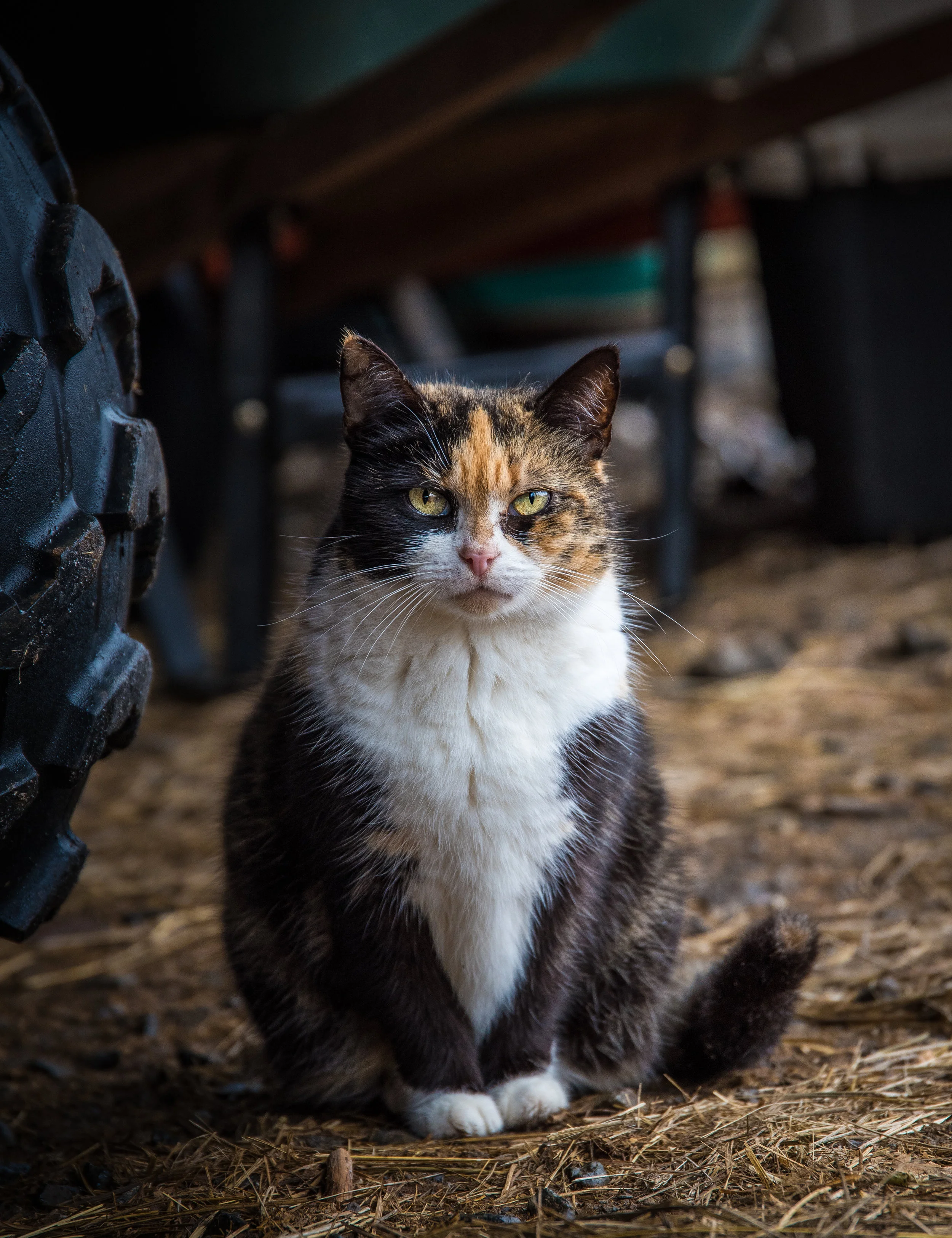 DSC_0776-Edit.jpg