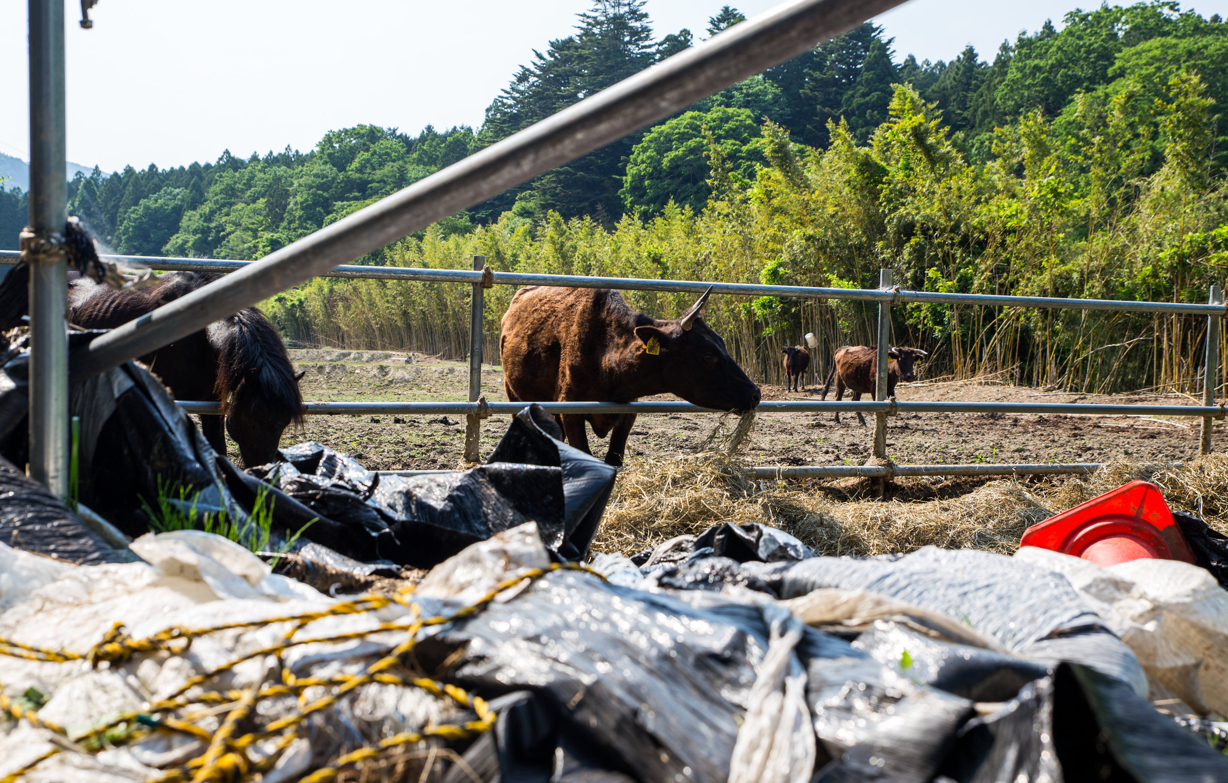  When he first began taking care of the animals, Matsumura struggled to get feed that wasn't contaminated. Next to the pasture lay bags of garbage from feed.&nbsp; 