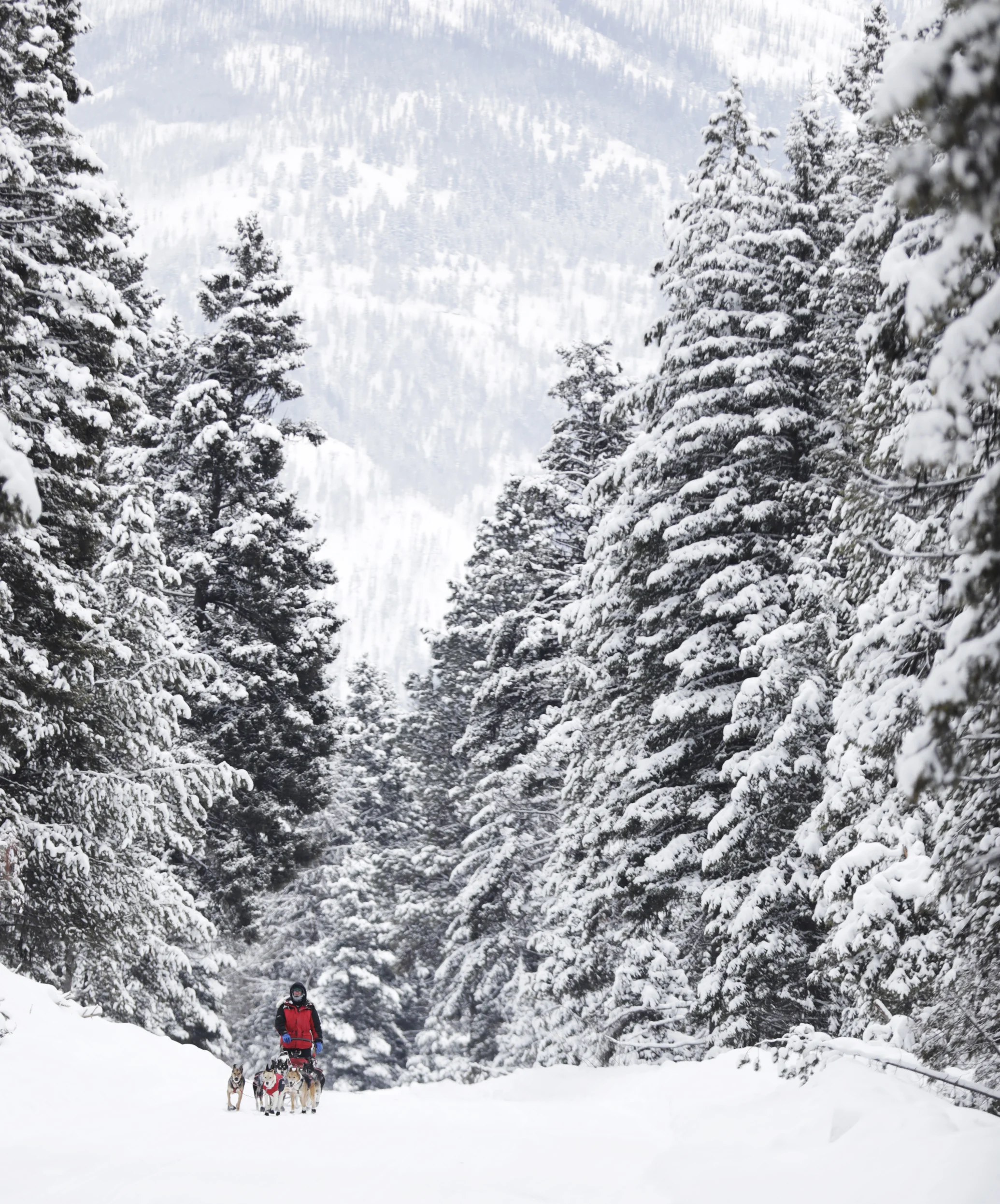  Fifty-four-year-old Steve Madsen nears the finish of the 100-mile Race to the Sky. Madsen, who has been mushing for 27 years, was the last of 11 100-mile racers to reach the finish line in Seeley Lake. Feb. 10, 2019 