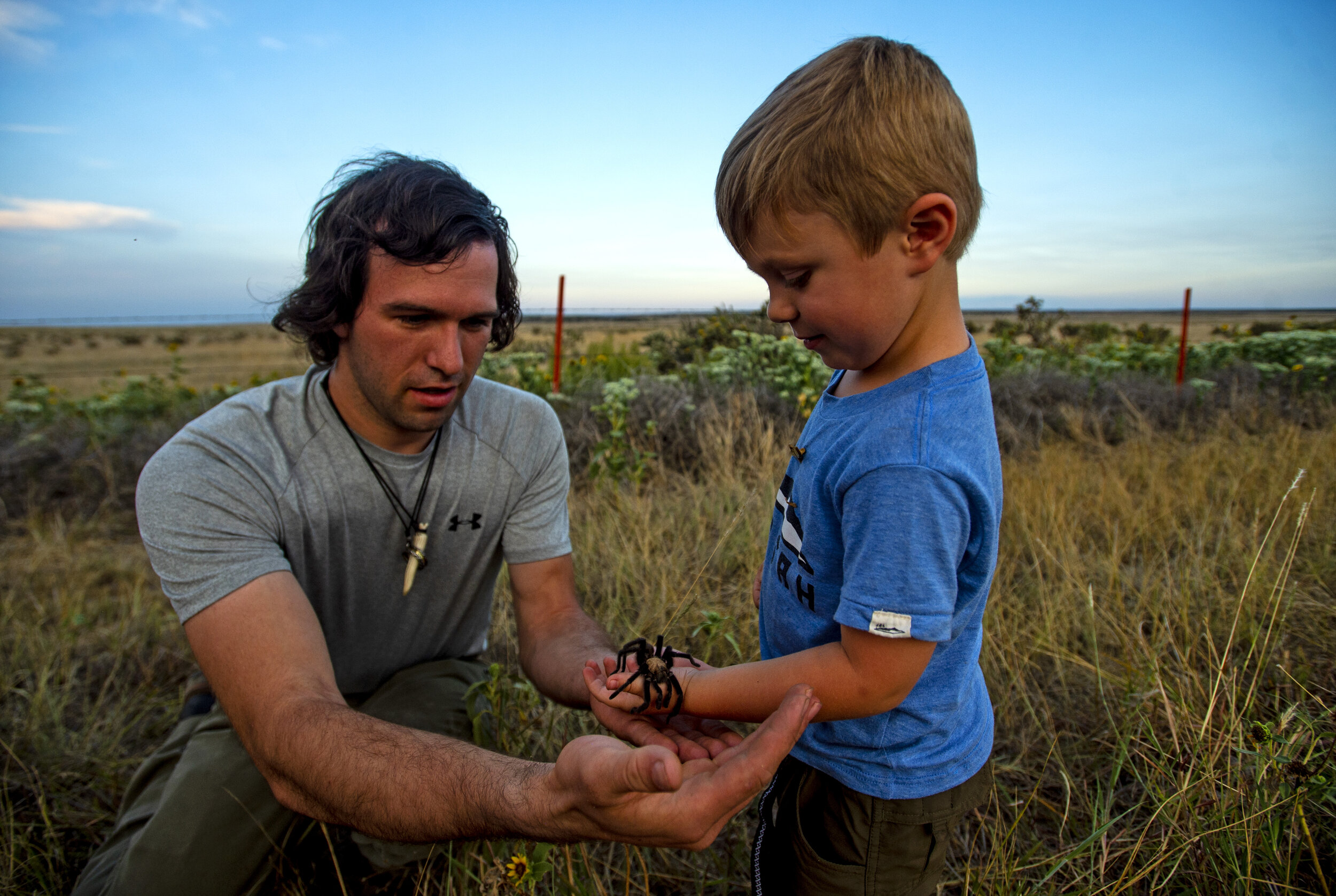  Four-year-old Everett Kozfkay puts his hand out to hold a tarantula with the help of fellow spider enthusiast Anthony Siska in the Comanche National Grasslands south of La Junta, Colo., on Friday, Sept. 6, 2019. Everett traveled with his father from