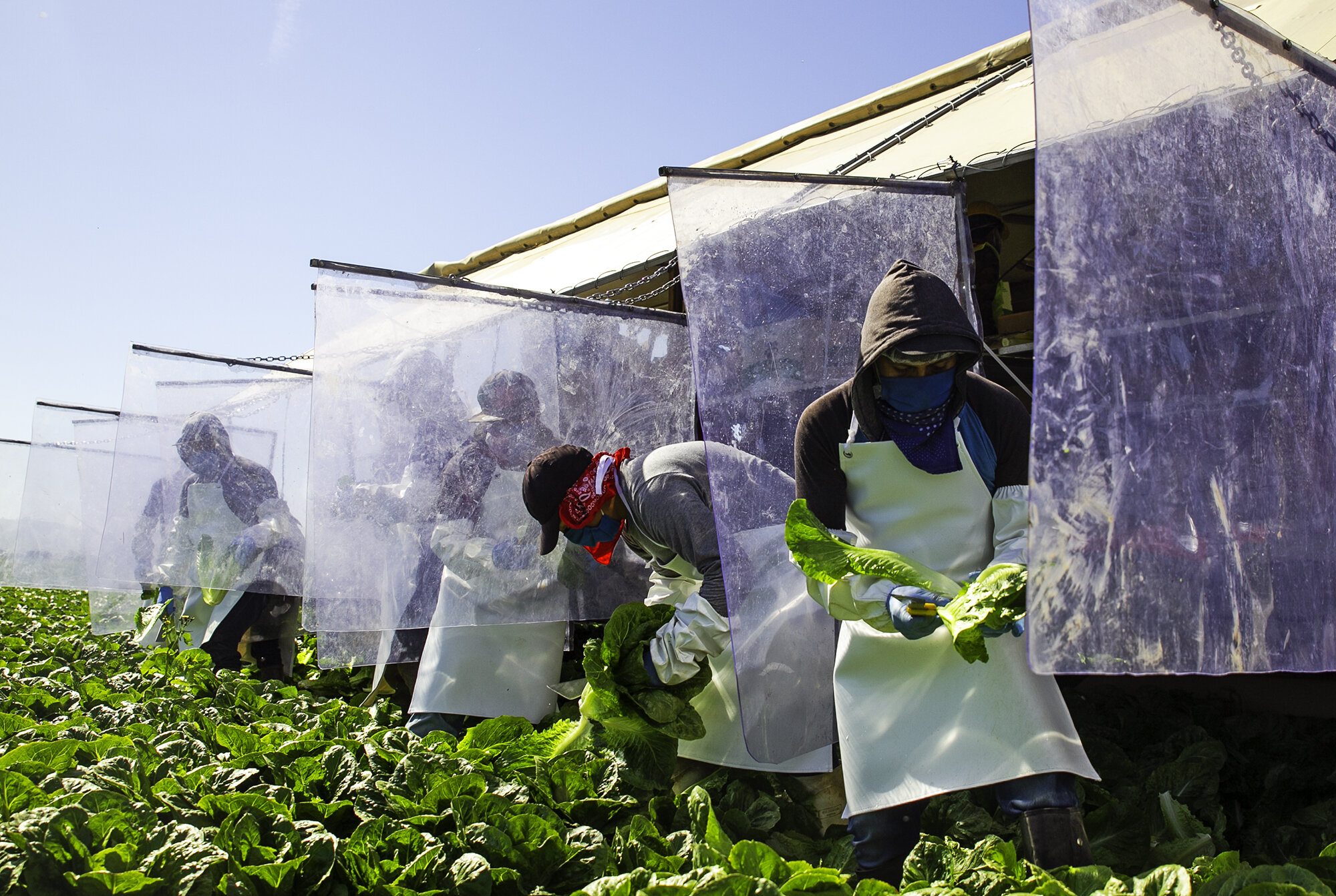  Farmworkers harvest lettuce in Salinas, Calif. on May 5, 2020, using protective measures to reduce the spread of Covid-19, including wearing masks and newly installed vinyl dividers on the lettuce harvesting machine.  