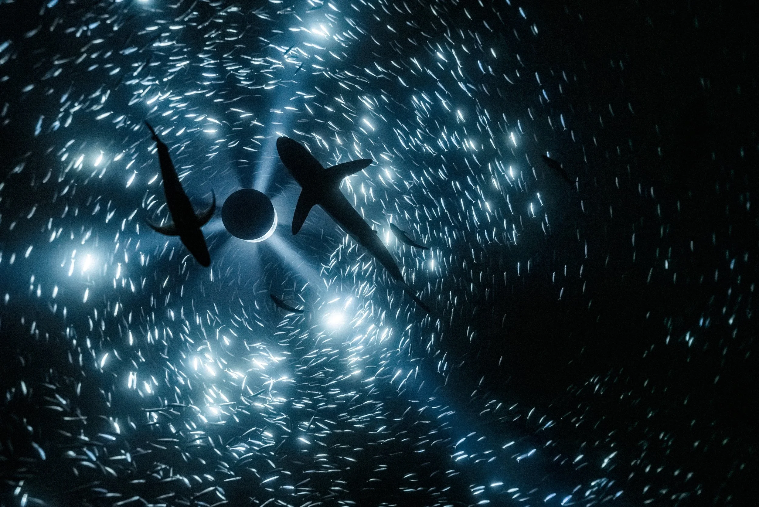 Julian Charrière, Midnight Zone, (Videostill), 2024, 1-Kanal-Video (4K), 16:10, Farbe, 3D-Ambisonic-Soundscape, 56 min, © der Künstler, VG Bild-Kunst, Bonn, 2026