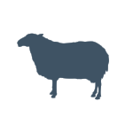 sheep.png