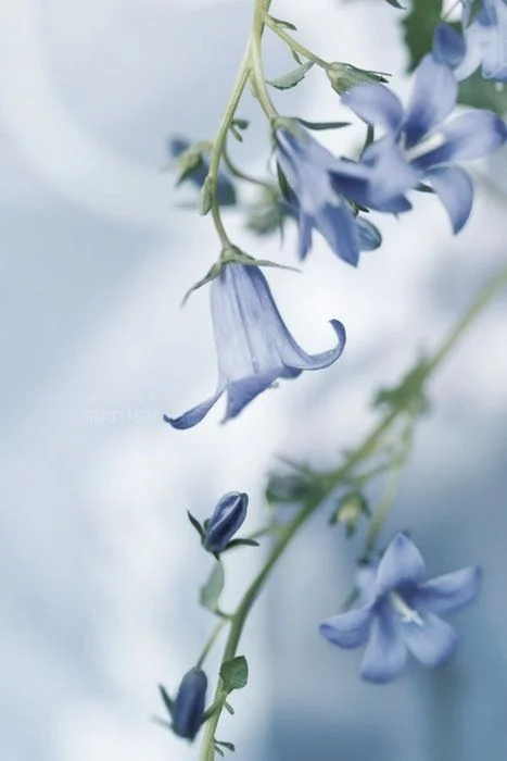 bluebell.jpg