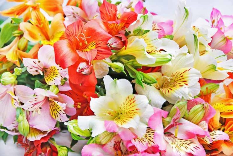  Alstroemeria&nbsp;  Fragrant, long blooming and colorful 
