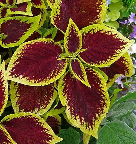 Coleus-Painted-Nettle.jpg