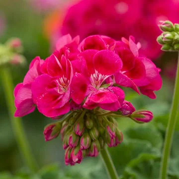 Geraniums.jpg