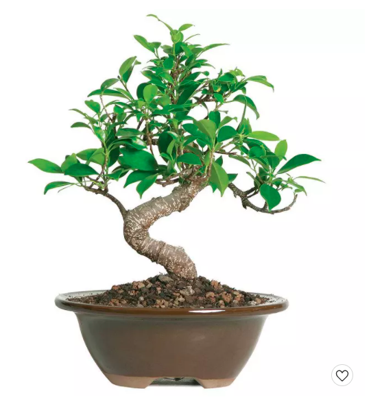 Small Indoor Live Houseplant