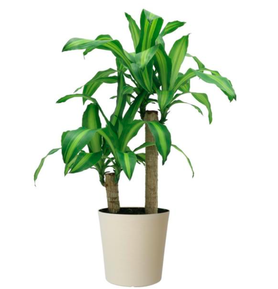  Hover Image to Zoom Mass Cane in 8.75 in. White Decor Pot