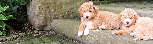 Puppies and cobblestones.JPG