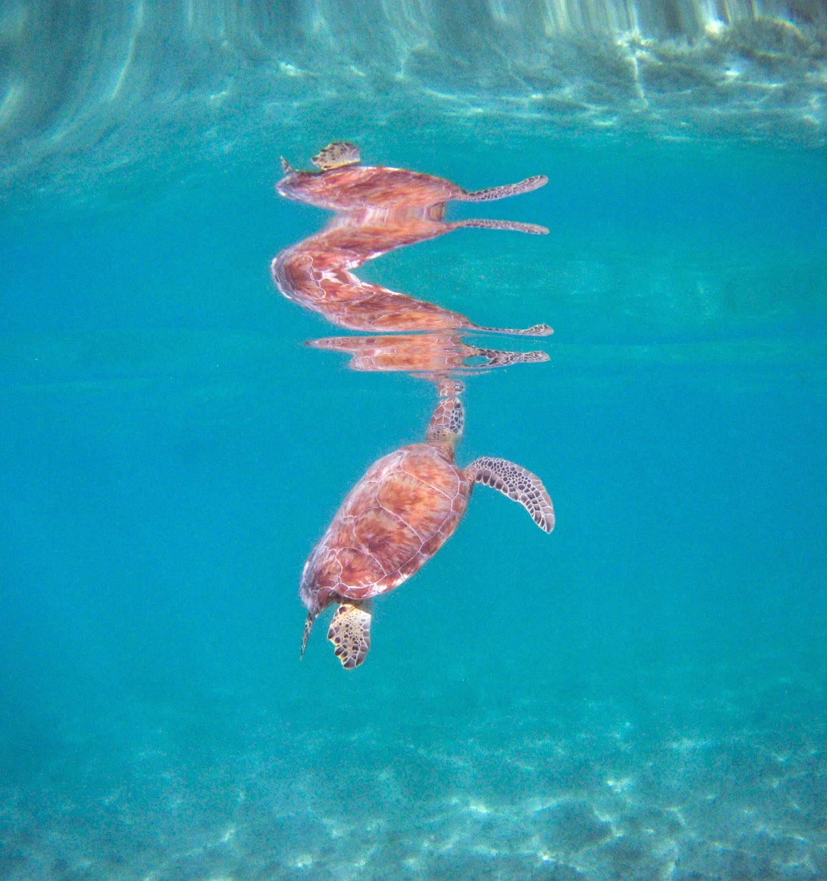 Turtle Reflection.jpg