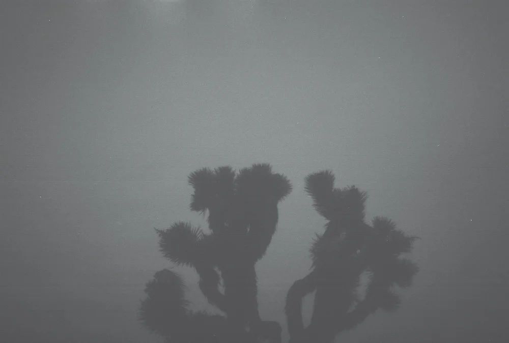 Joshua Tree, CA
