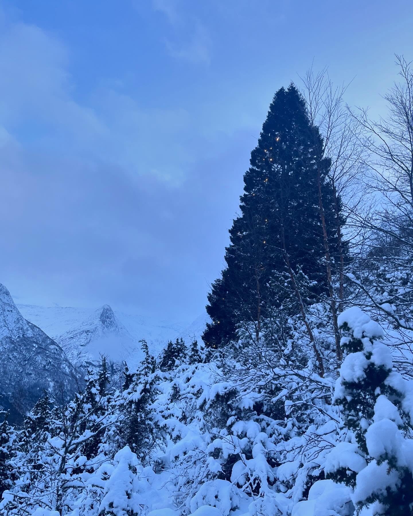 ... We took the walk up to the big tree &quot;H&oslash;galmegrana&quot; in the end of this christmas week. We made it, and after some start trouble the light could shine over Oldedalen valley this evening too. 
Every christmas this huge sprucetree ~ 