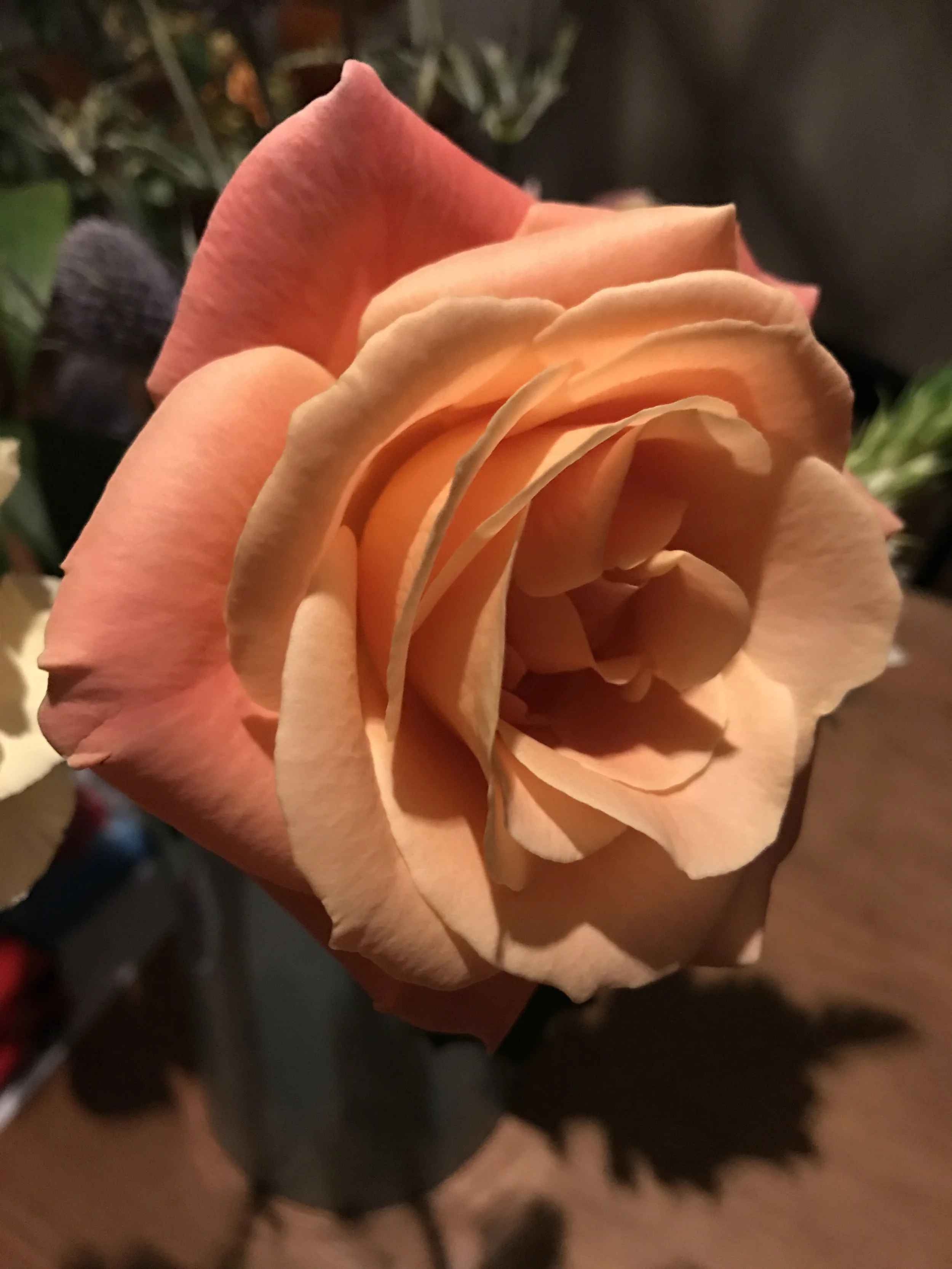 De website verder compleet gemaakt