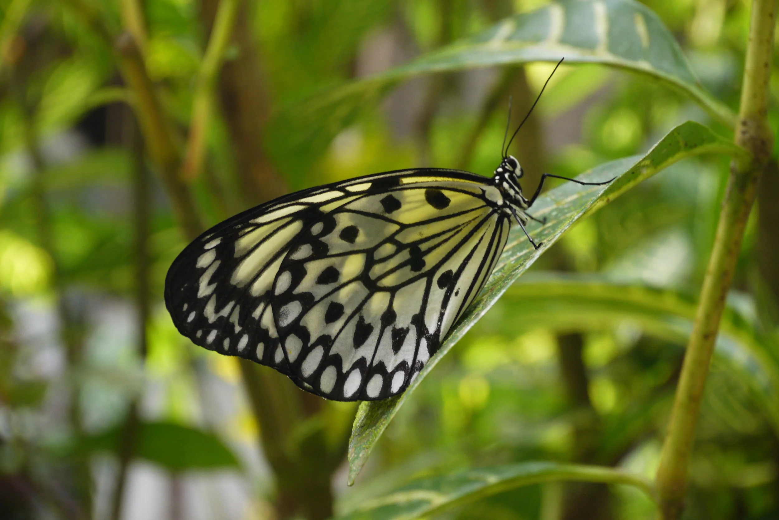 Een echte toeristische excursiedag