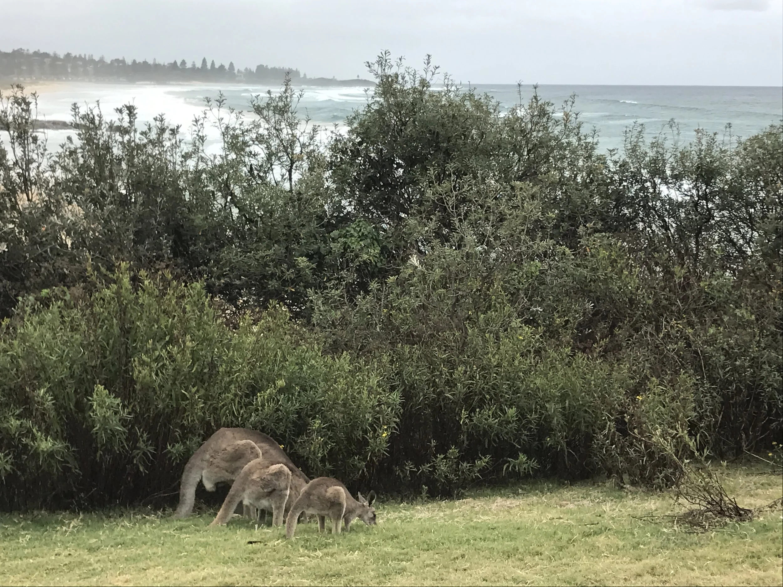 Dalmeny en eindelijk Kangaroes