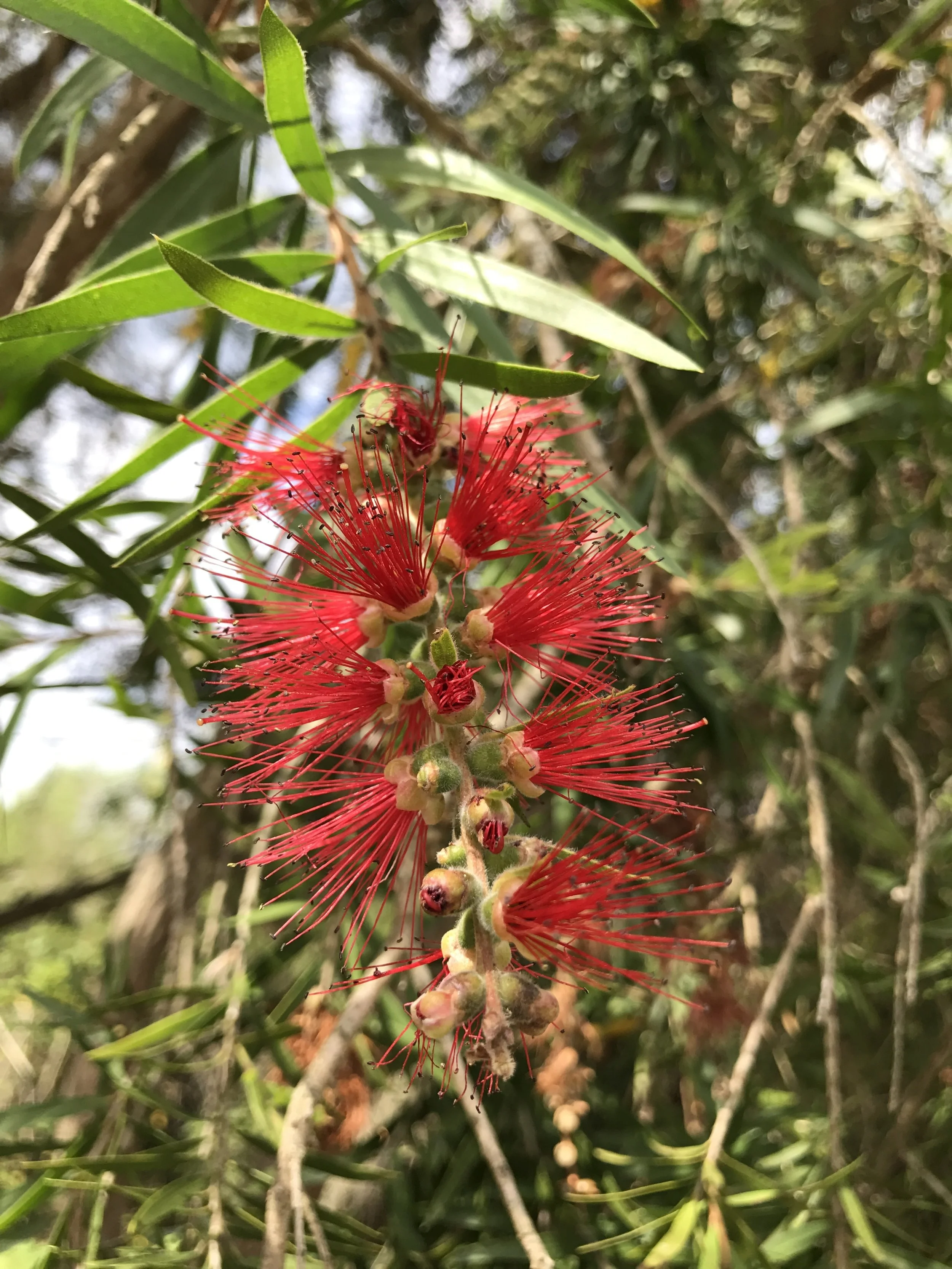 Orbost