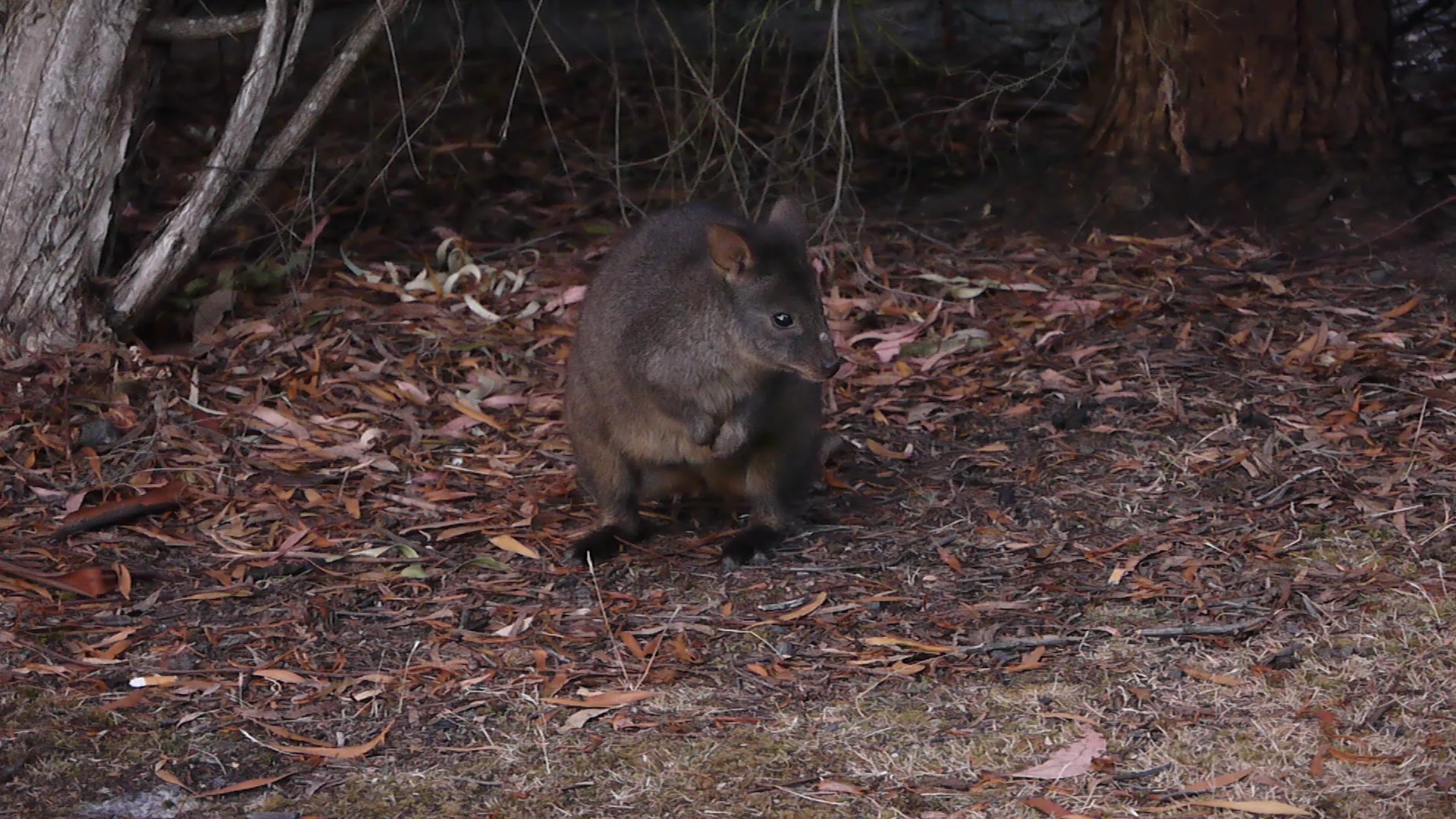 Hondenketting, fish-and-chips en wild-life