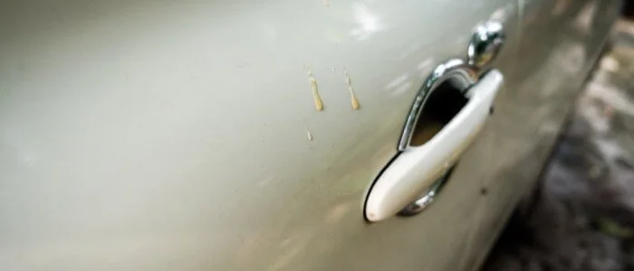 My Car Has Sap All Over, What Can I Do? 