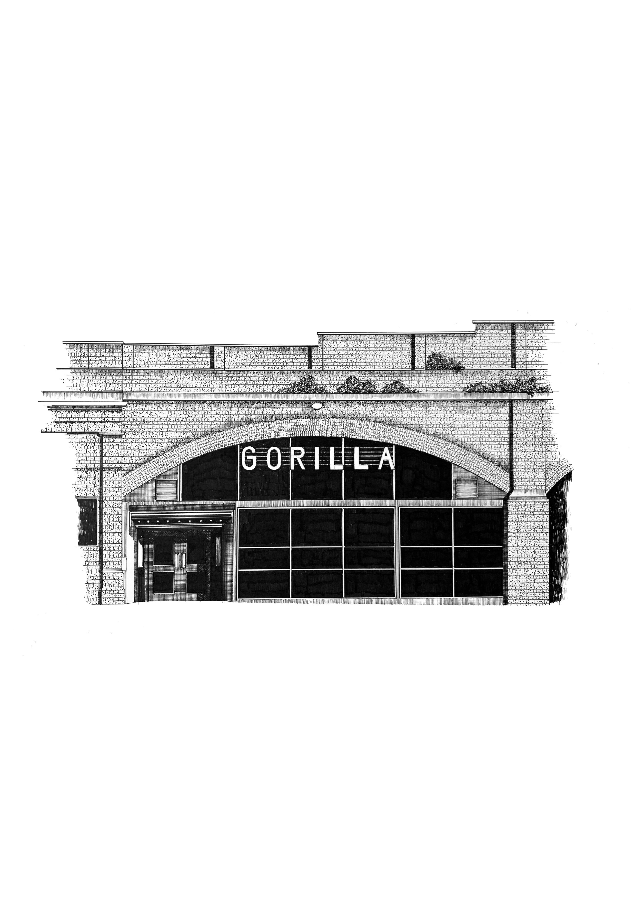 Gorilla. Manchester