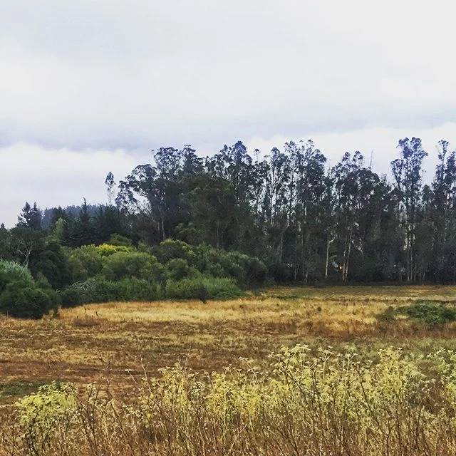 Getting to come home to California. It&rsquo;s a very special thing. ✨💖🌿
.
#home #arrive #welcomehome #homeiswhere thejeart is #california #westcoast #leftcoast #petaluma #countrylife #backyard #backyard_dreams #returns #transitions #rest #getbackt