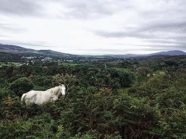 This day. ✨💖🌿
.
#irishmagic #getoutside #see #ireland #majesty #horse #wildhorse #hiking #adventure #wanderwoman #beauty #naturalbeauty #memory