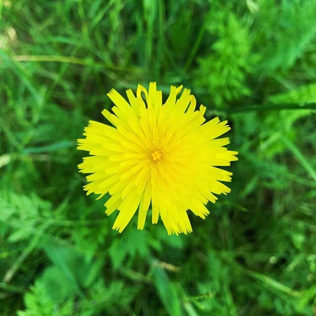 Let me tell you about the dandelion. ⠀
.⠀
The dandelion lives in constant rhythm, opening and closing with the rising and setting of the sun. Receiving the sun's energy and then pulling in their petals because...we don't quite know. To protect itself