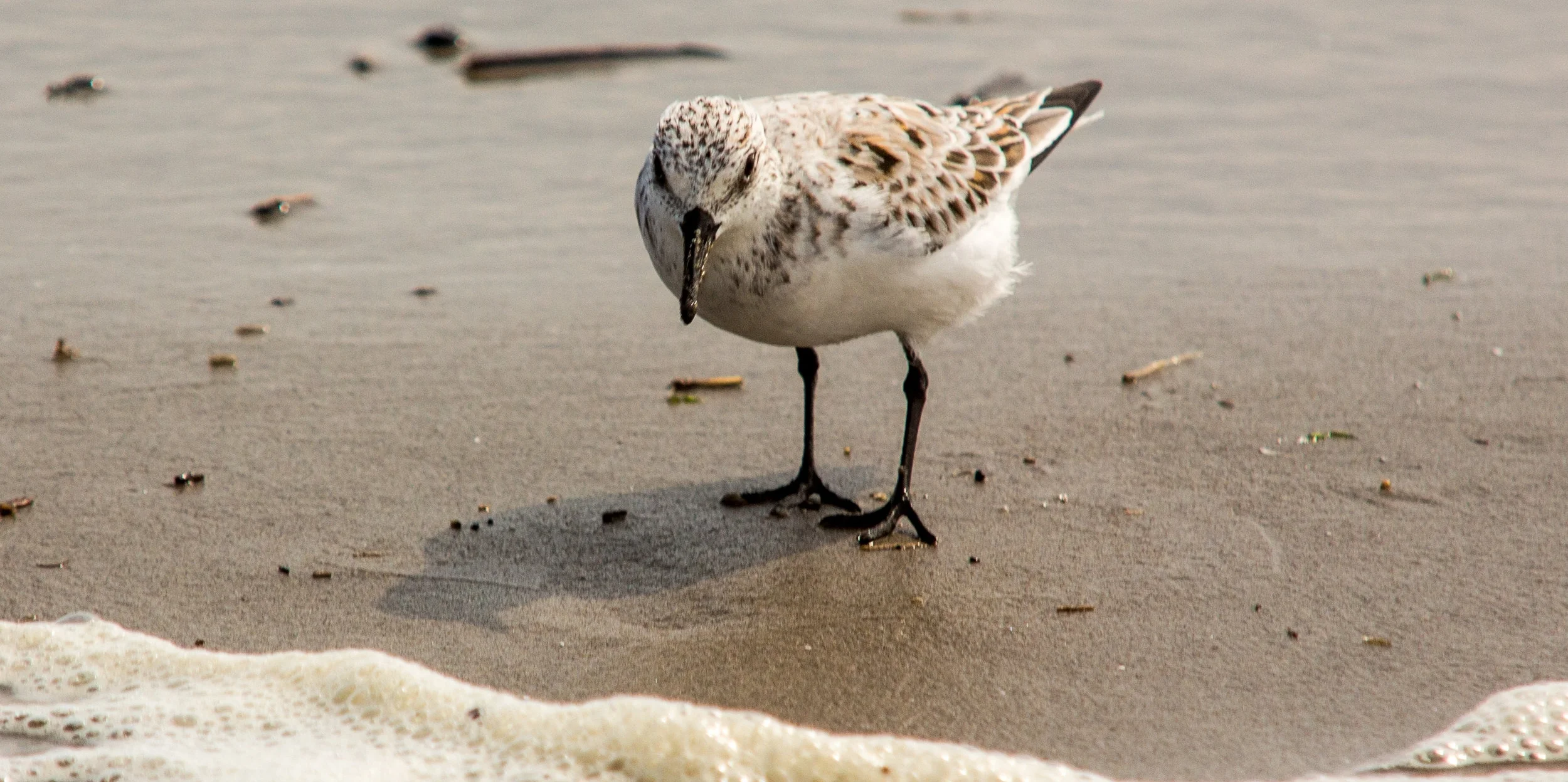 a 1924 sanderling.jpg