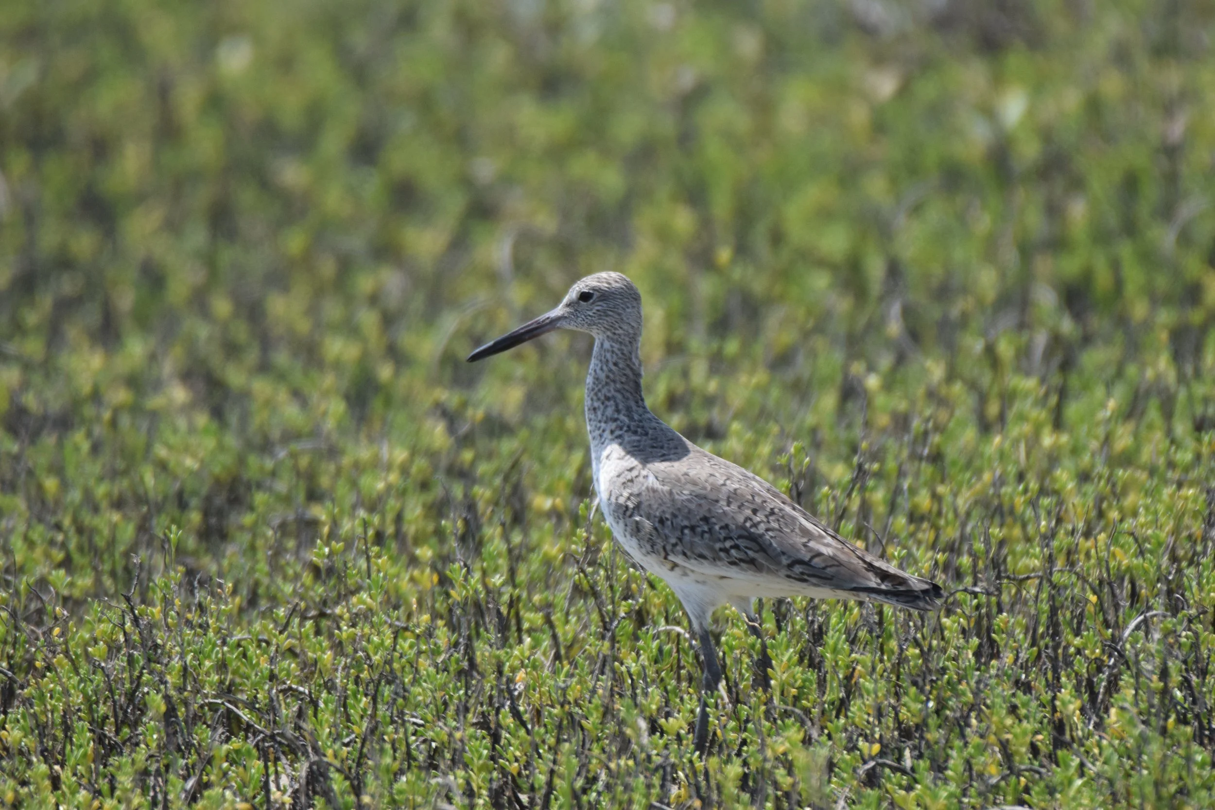 Field Trip:  Shorebirds / Wading Birds - Coastal Bend Area