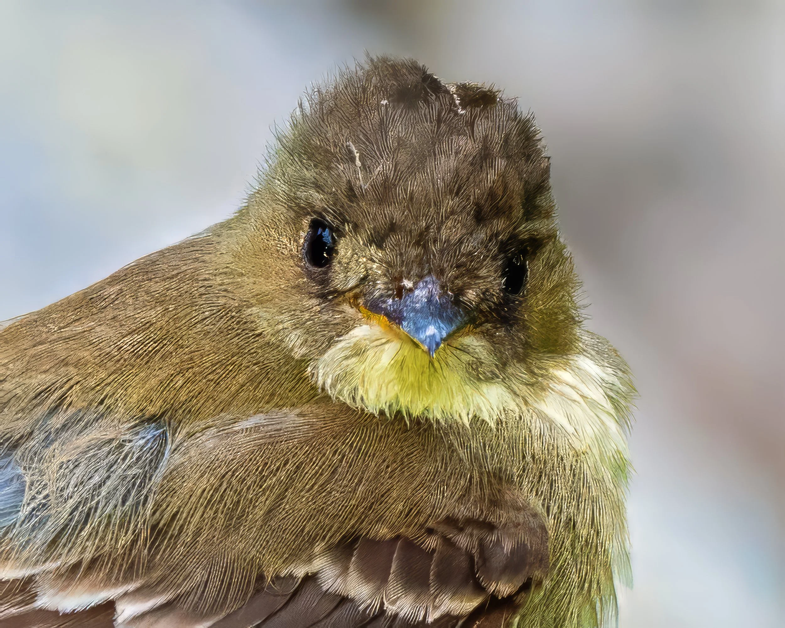 Field Trip:  Spring Migration Hot Spots