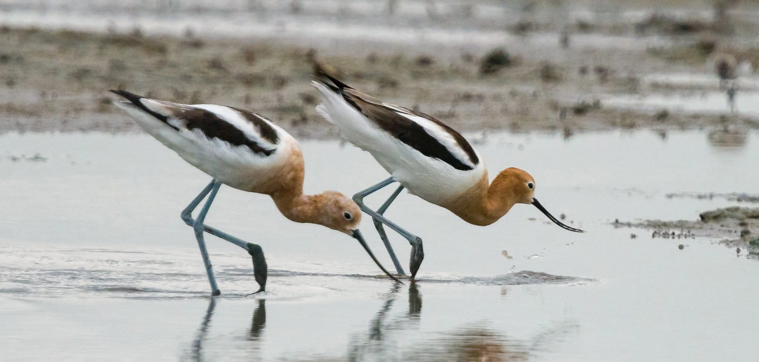 Shorebirds and Wading Birds: CBBEP Nueces Delta Preserve