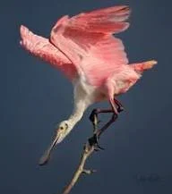 Texas Mid-Coast Birding Festival  - Port Lavaca, Texas