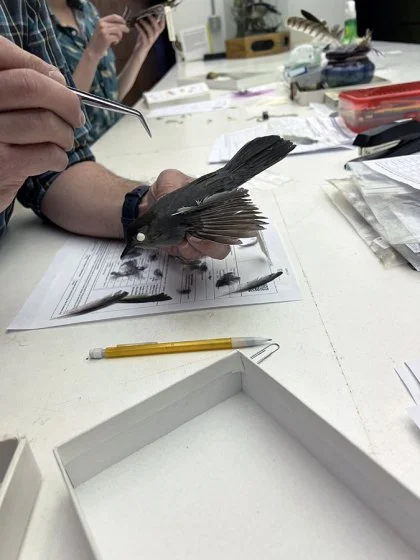 "The Smithsonian Institution's Feather Identification Lab (FIL)" - presented by Dr. Carla Dove