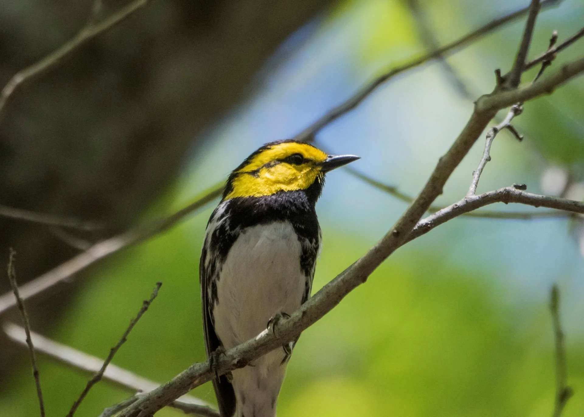 Balcones Songbird Festival
