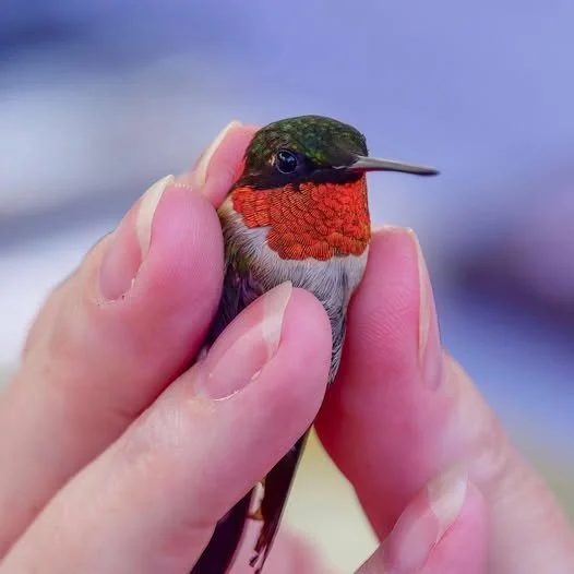 Xtreme Hummingbird Xtravaganza