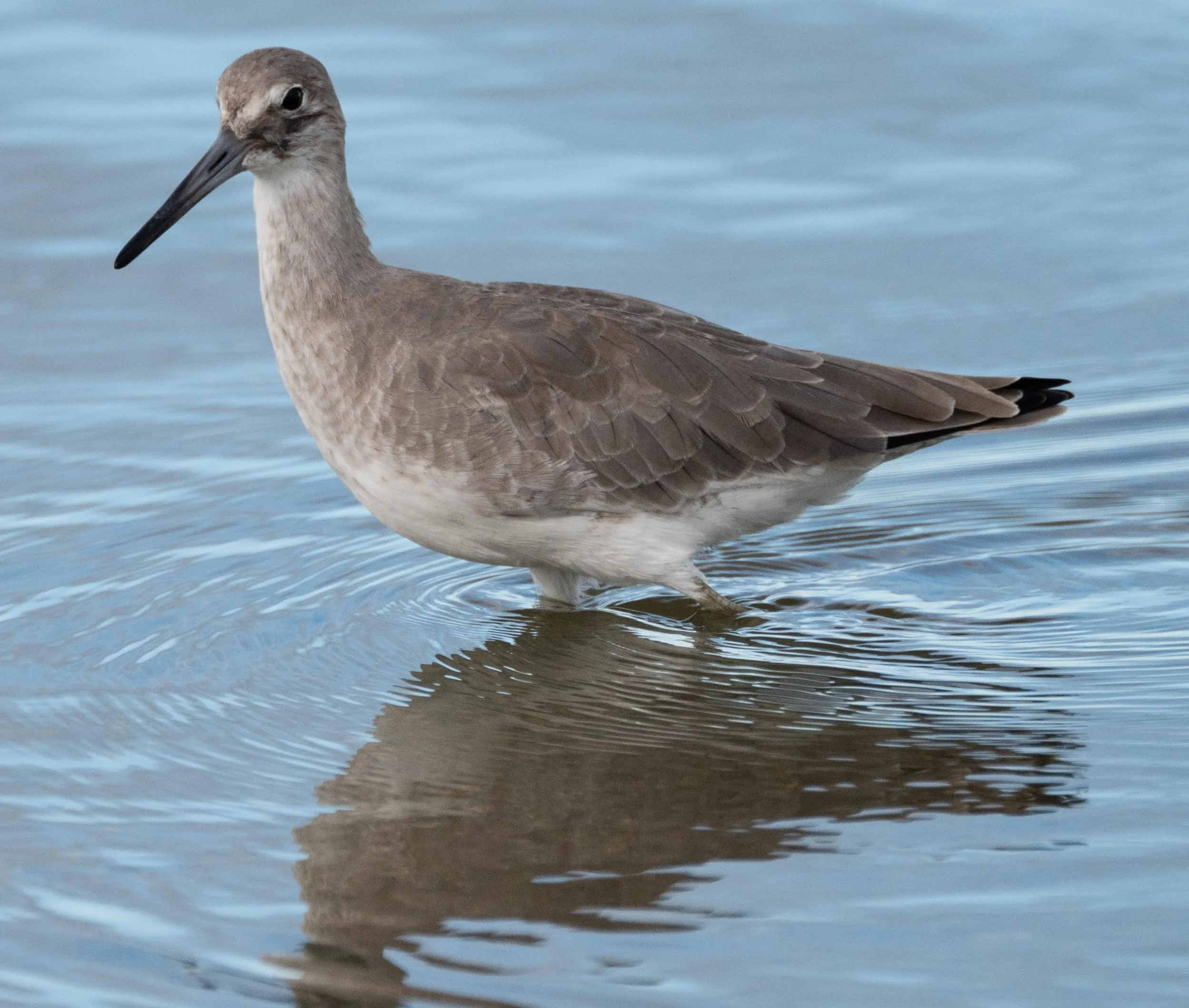 Field Trip: Introduction to Shore Bird Identification - Corpus Christi & Portland Sites