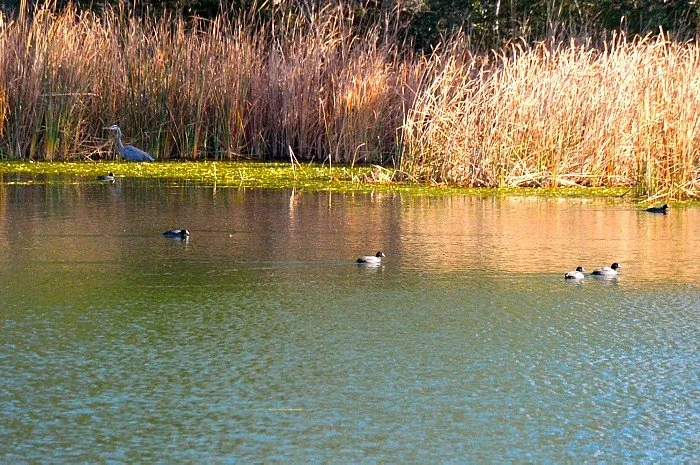 Field Trip: Carmel Hills and Nearby Area in Live Oak County