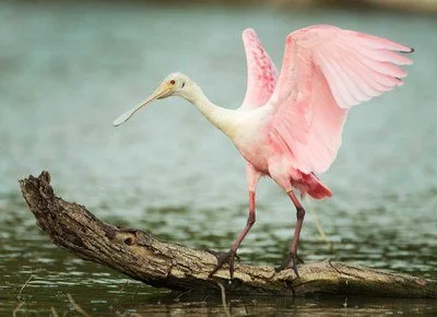 Field Trip: Lower Rio Grande Valley (Overnight) -
