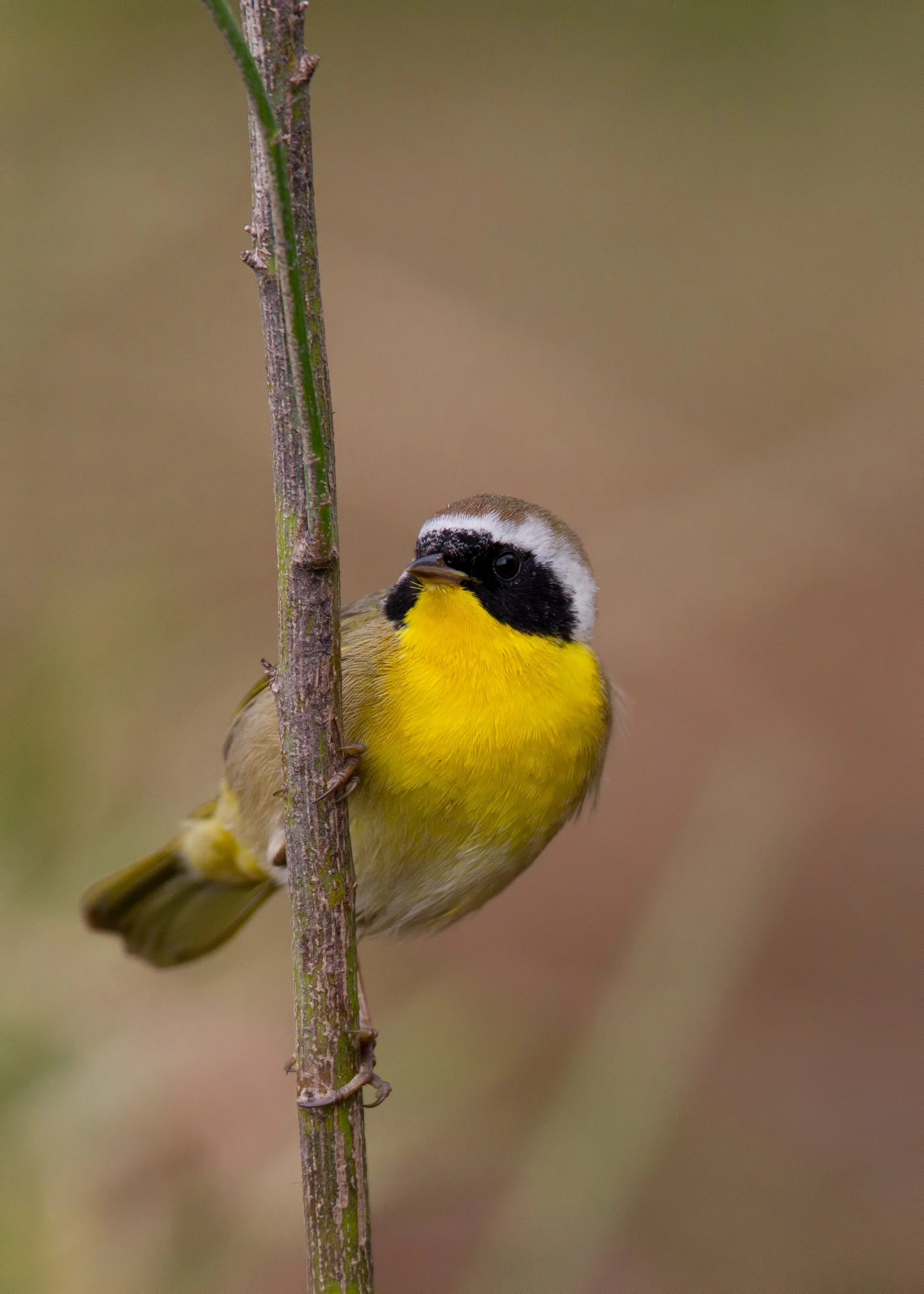 Christmas Bird Count (CBC) at the Welder Wildlife Refuge