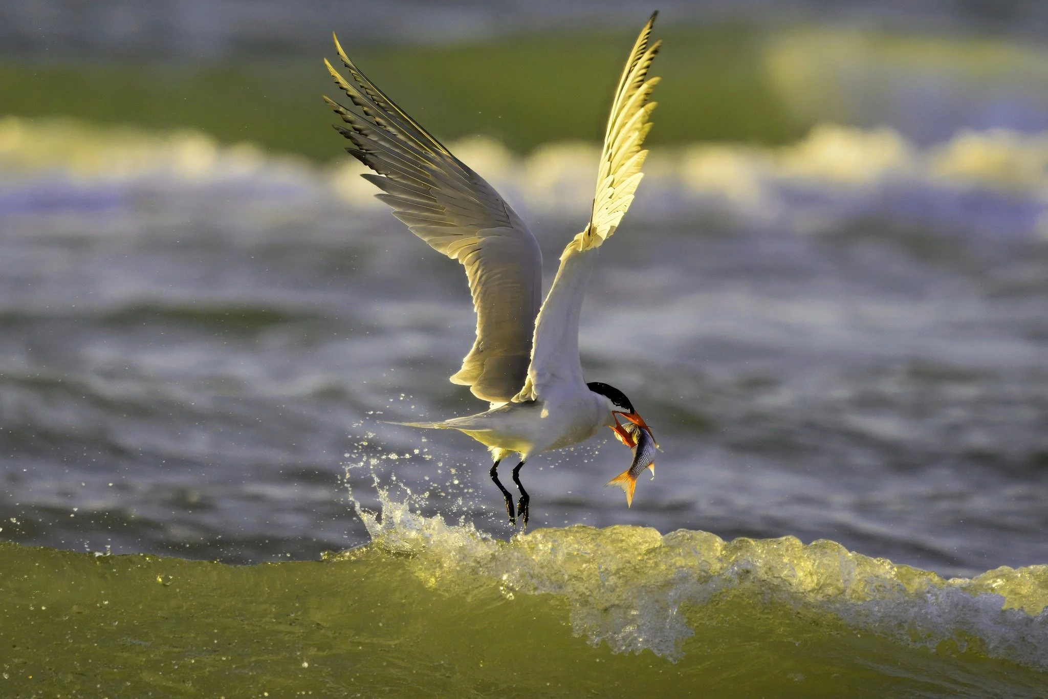 Barbara Rapstein Memorial Big Beach Bird Sit, North Padre Island