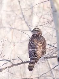 Field Trip: Hibernia Preserve on the Nueces River