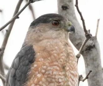 Field Trip: Coastal Bend Audubon Society's North Bay Sanctuary Bird Sit