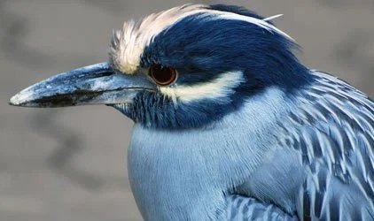 Field Trip:  Celebrate Spring Migration:  Packery Channel, White Cap Wildlife Area &amp; Port Aransas