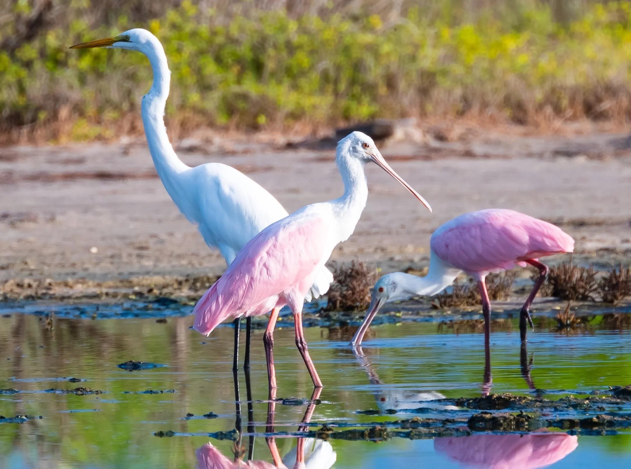Breeding Bird Counts in the Coastal Bend