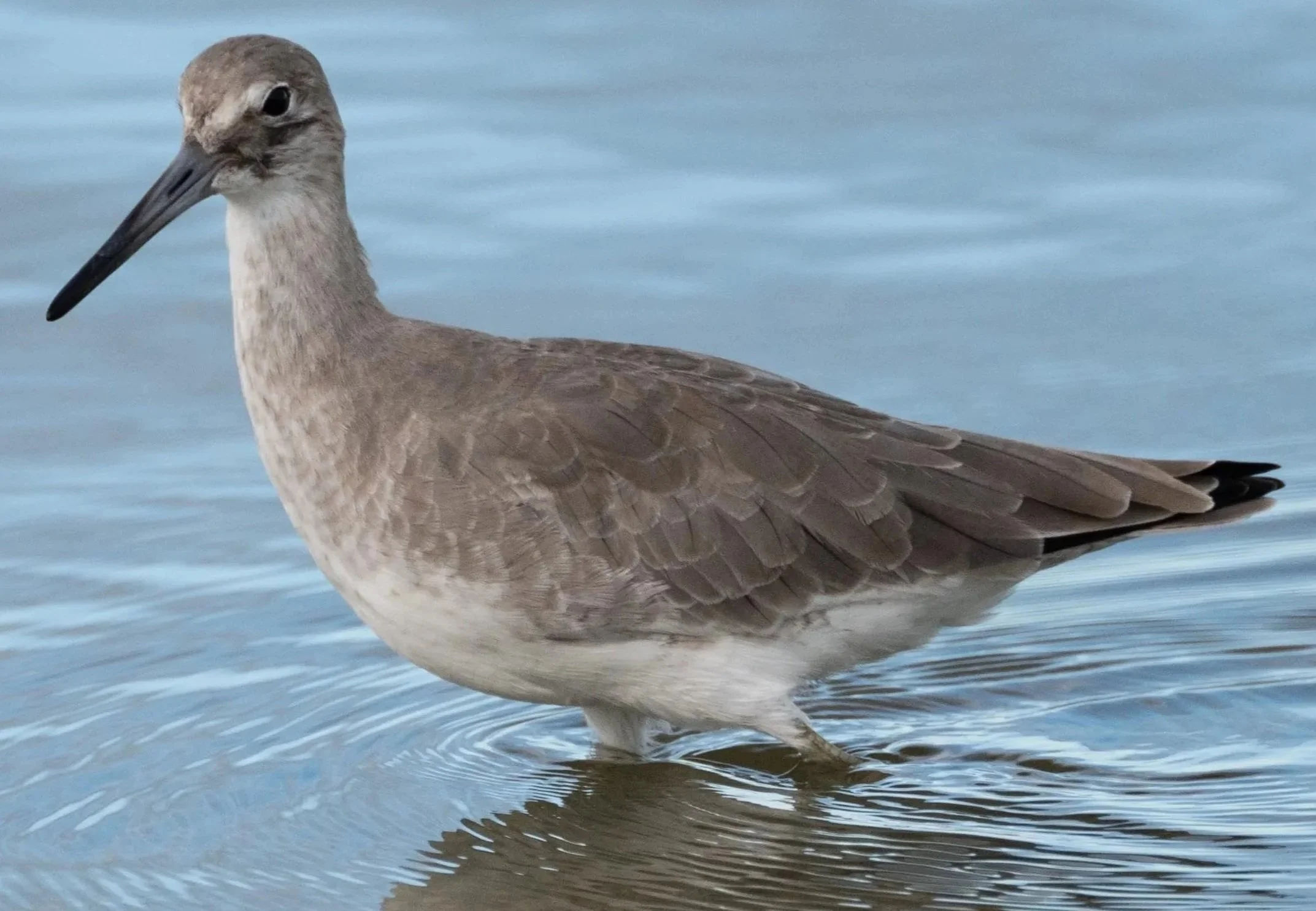 Field Trip:  Introduction to Shore Bird Identification - Corpus Christi &amp; Portland Sites