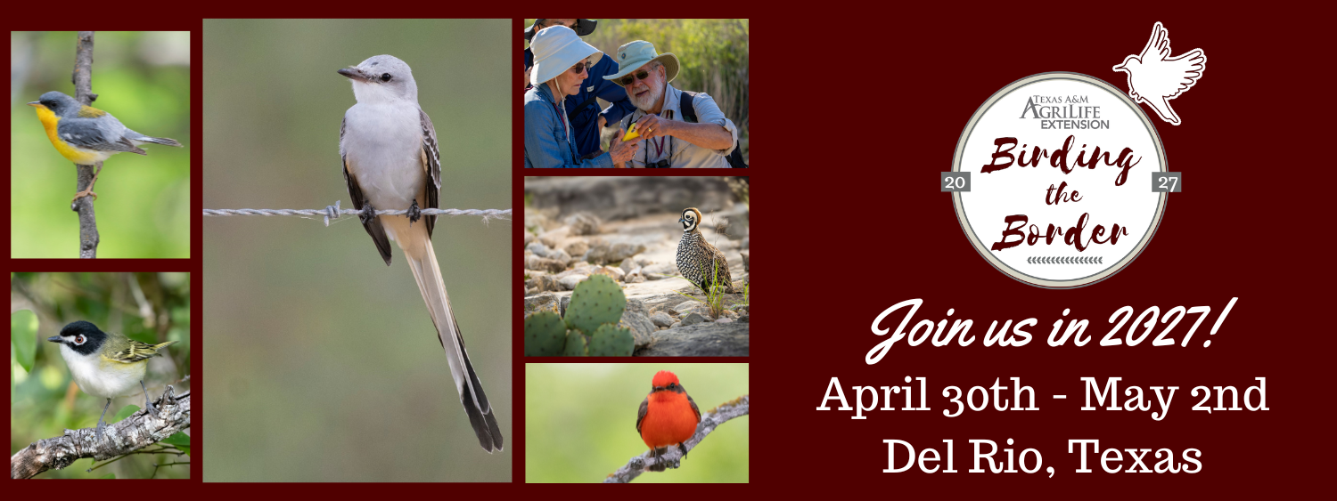 Birding the Border - Del Rio, Texas