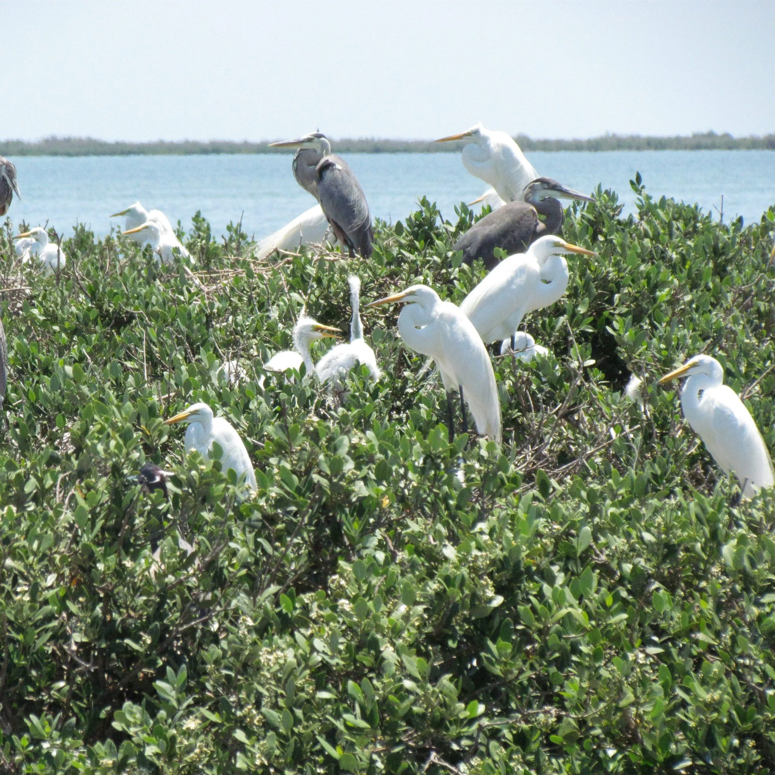 Volunteer Opportunity: Upper Laguna Madre Rookery Island Cleanup - Registration Required