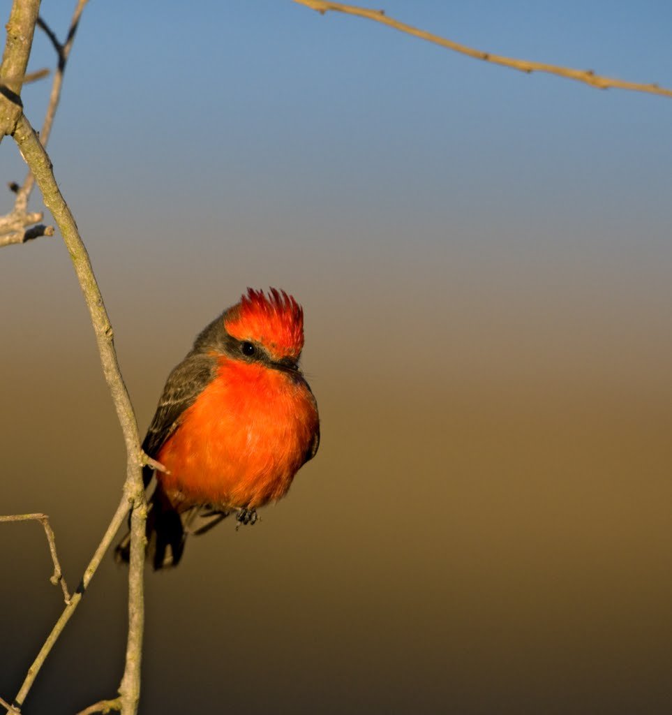 vermillion flycatcher.jpg