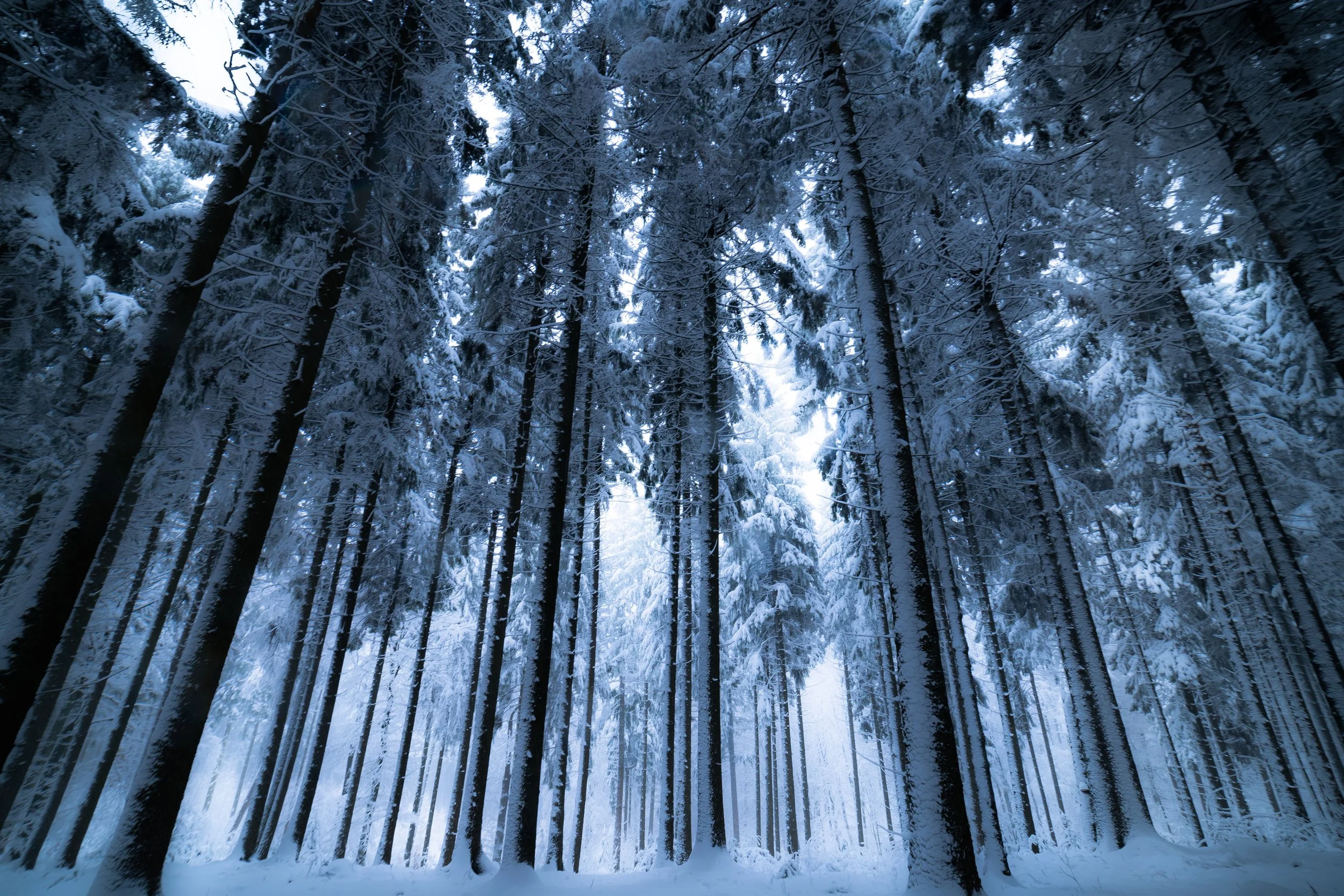 cold-environment-forest-730480.jpg