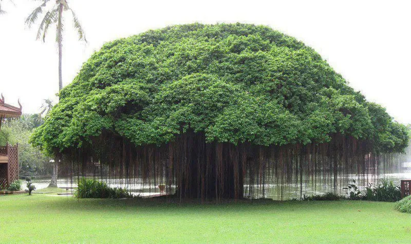the-banyan-tree.webp